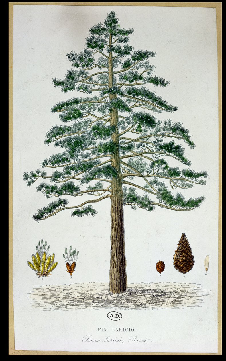 Laricio Pine Tree by French School