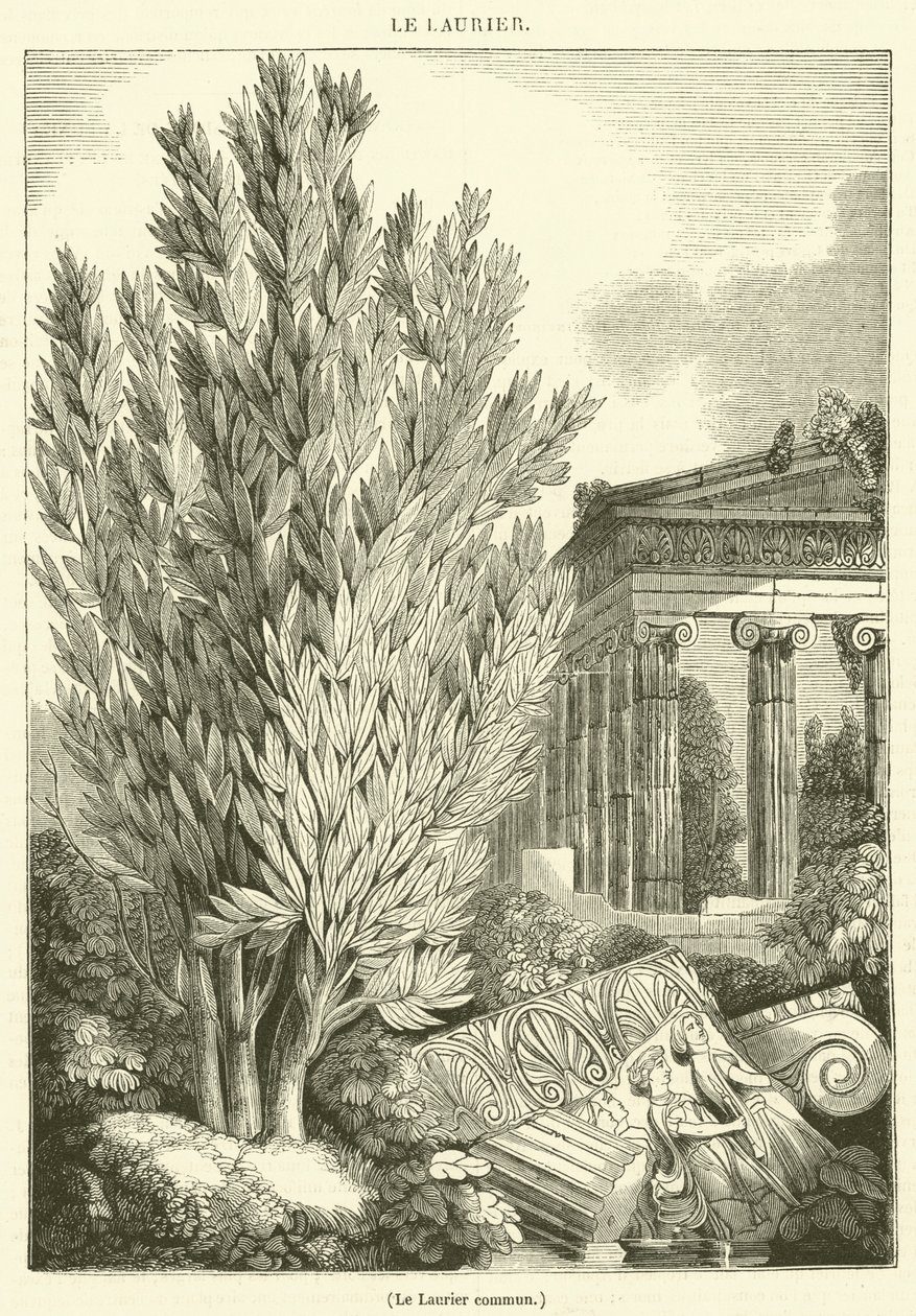 The Common Laurel by French School