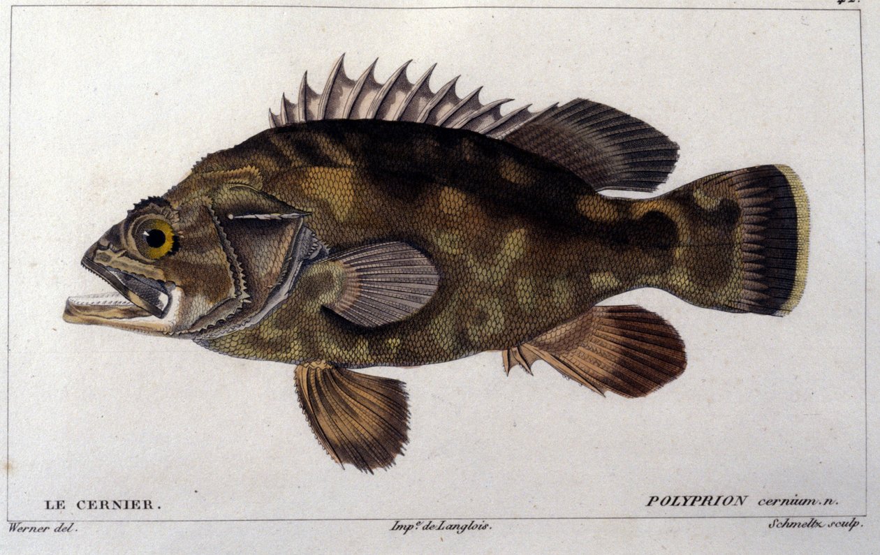 The Grouper after 