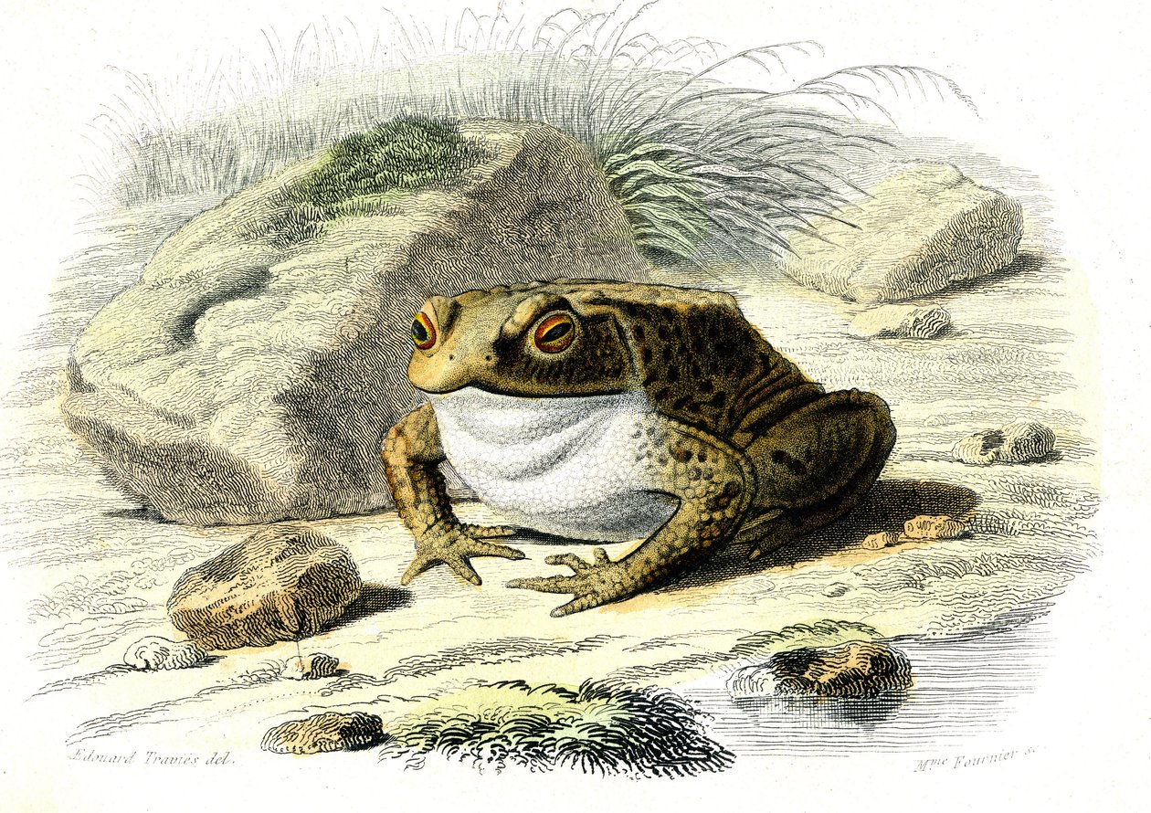 The toad (Bufo vulgaris) - Plate from Natural History by Bernard Germain de Lacepede, edition P. Furme, Paris by French School