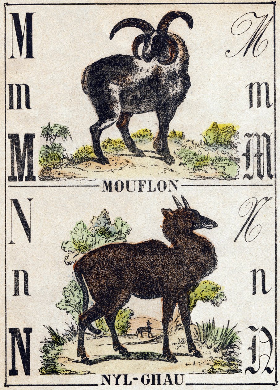Letter M Mouflon; N Nyl-ghau (Nyl ghau). Engraving in 
