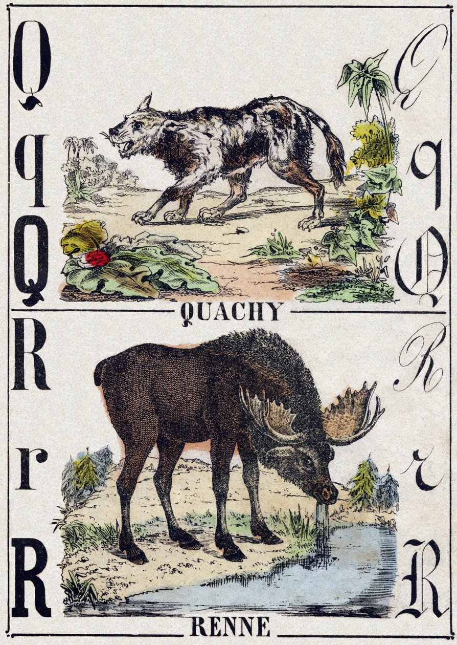 Letter Q Quachy (South American Lion Dog); R Reindeer. Engraving in 