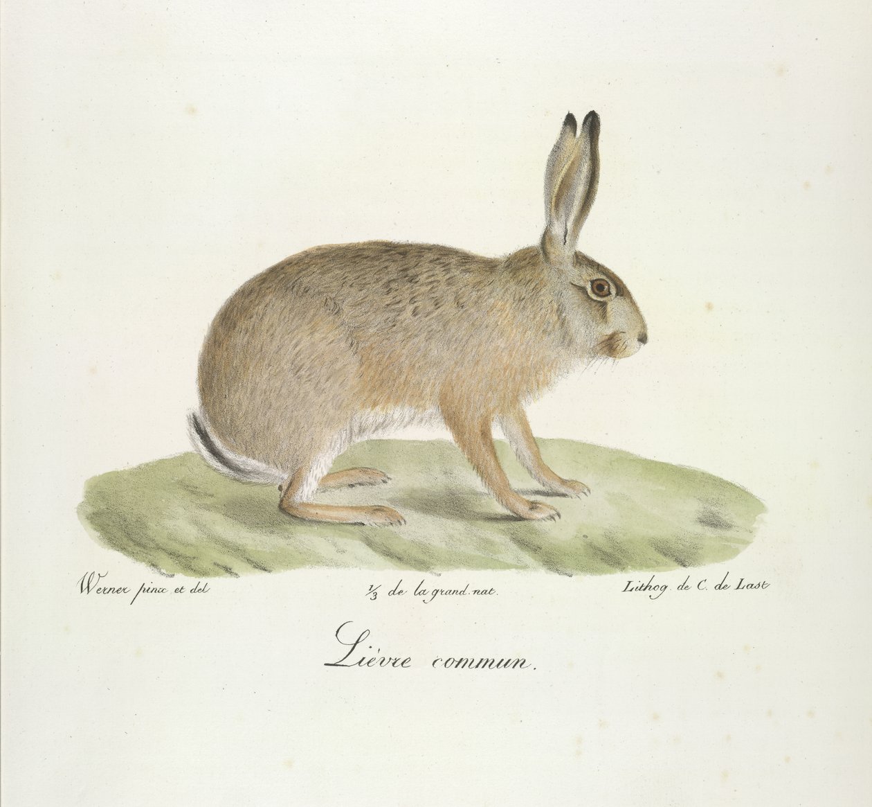 Common Hare, from Histoire Naturelle des Mammifères by French School