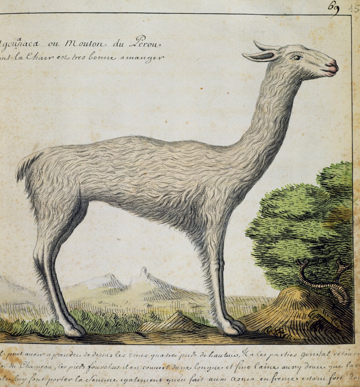 Llama, Peru by French School