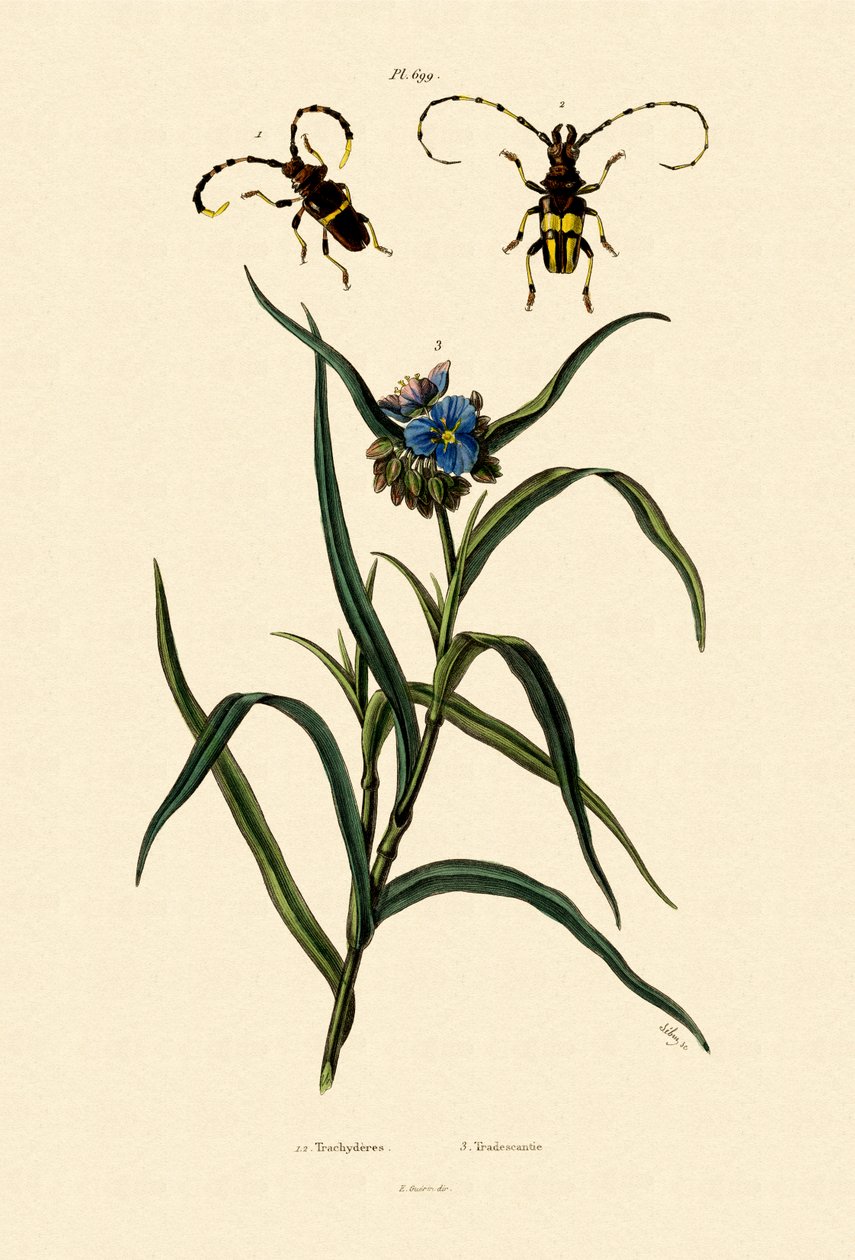 Longhorn Beetles by French School