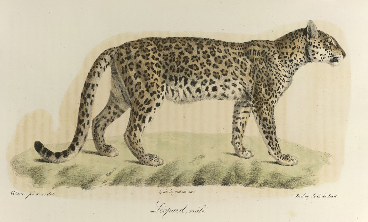 Male Leopard, from Histoire Naturelle des Mammifères by French School