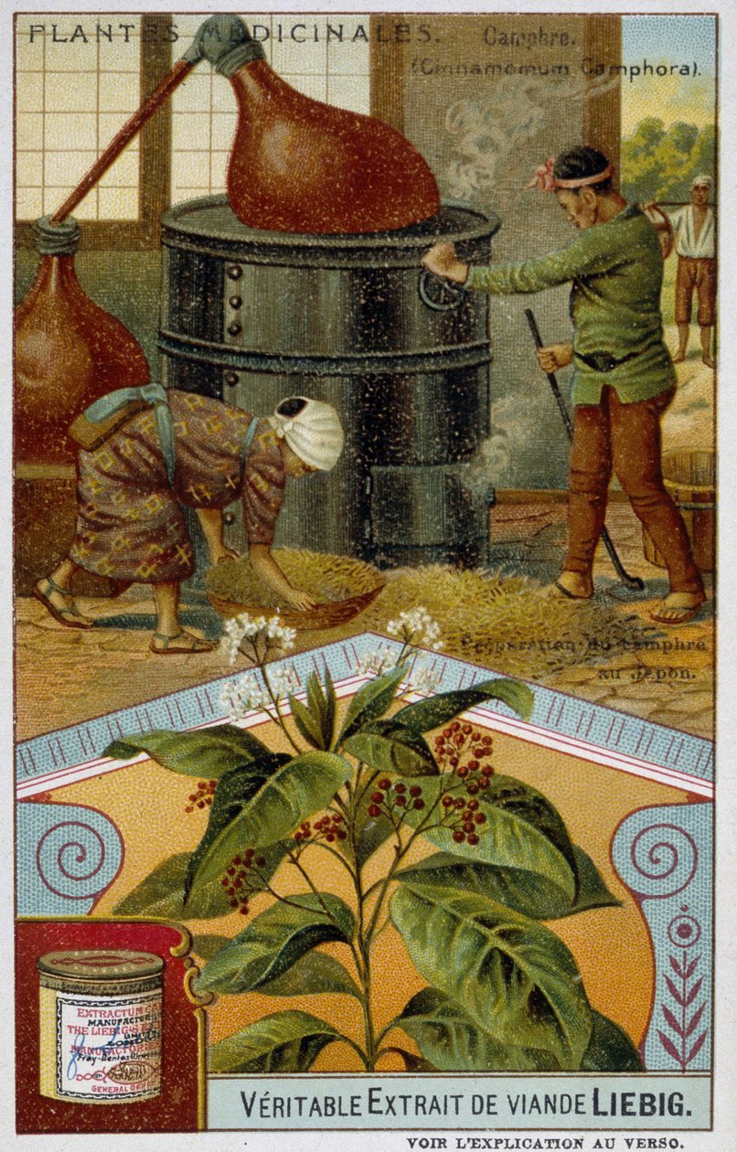 Medicinal plants: camphor; preparation of camphor in Japan - Chromolithography Liébig, c.1900 by French School