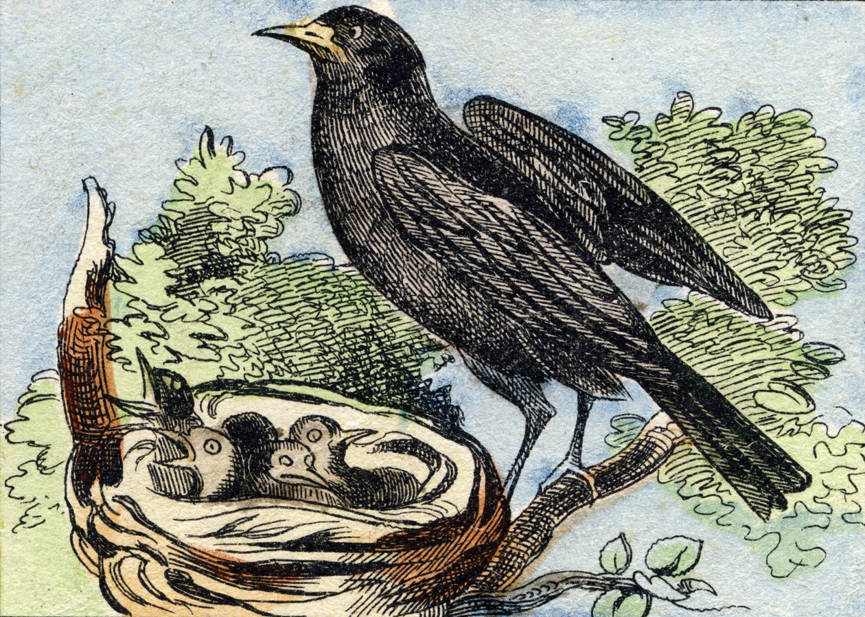 Blackbird (Engraving in "Buffon Alphabet des Oiseaux n 2") by French School