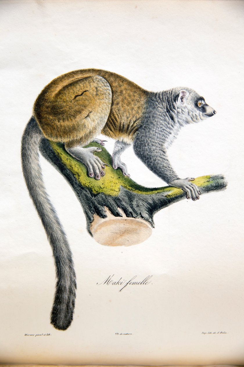 Mongoose Lemur, from Histoire Naturelle des Mammifères, with original figures, by Étienne Geoffroy Saint-Hilaire & Frédéric Cuvier, 1824-42 by French School