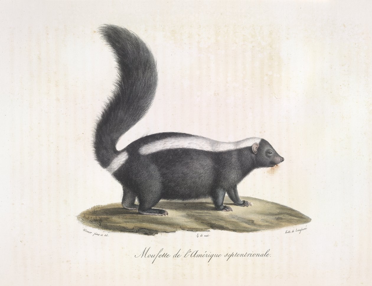 Skunk, from 