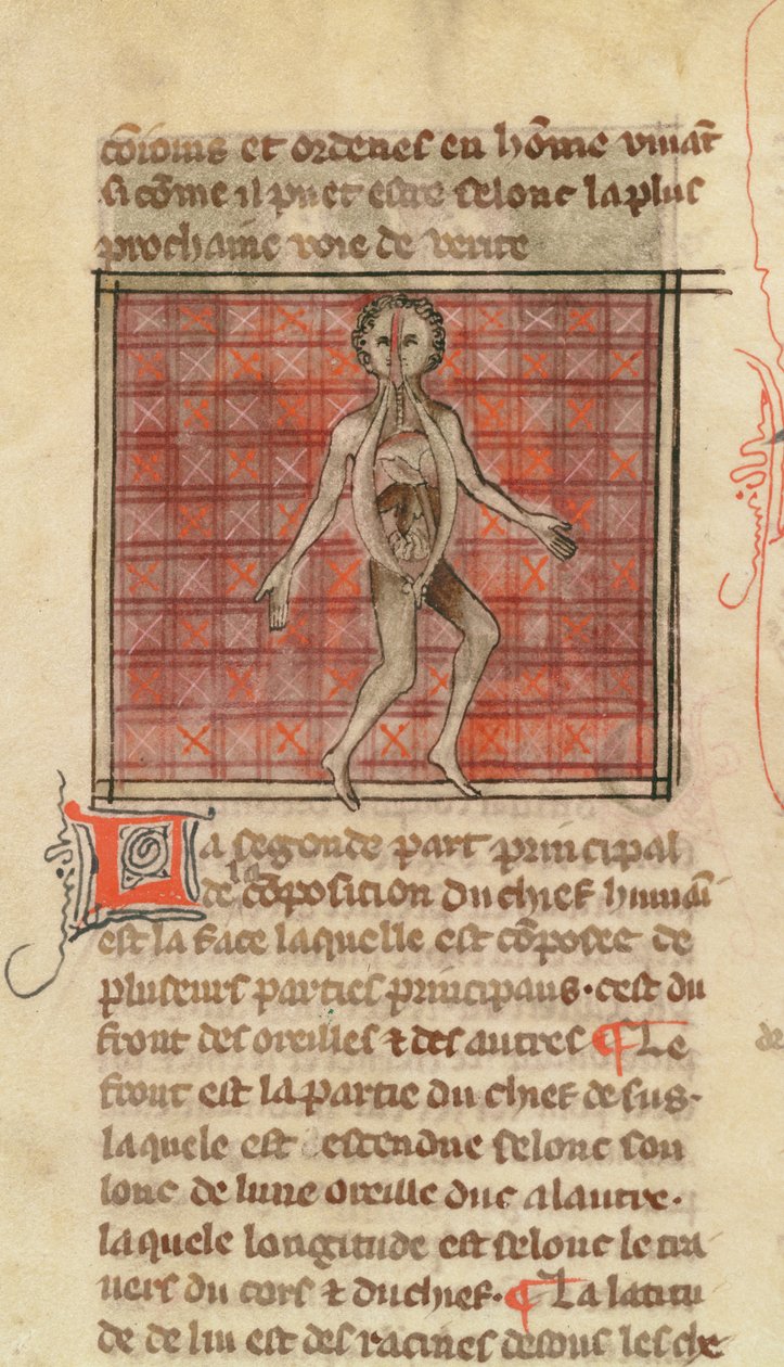 Anatomical figure, from La Chirurgie de Maitre Henri de Mondeville by French School