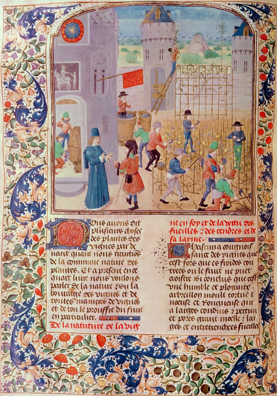 Working in the Vineyard, from Livre des Prouffitz Champestres by Pietro de Crescenzi (1230-1321) by French School