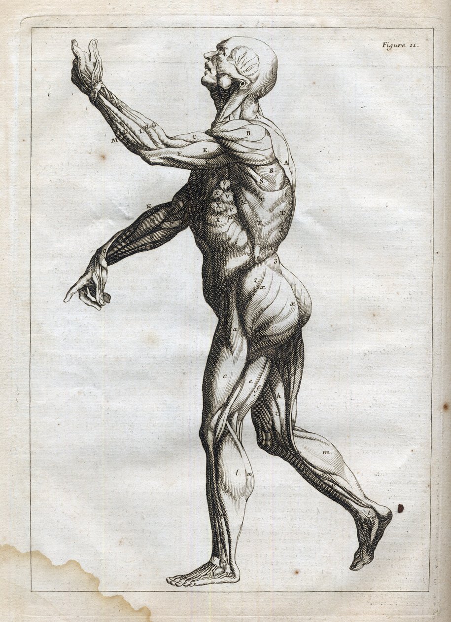 Human Muscles - engraving in 