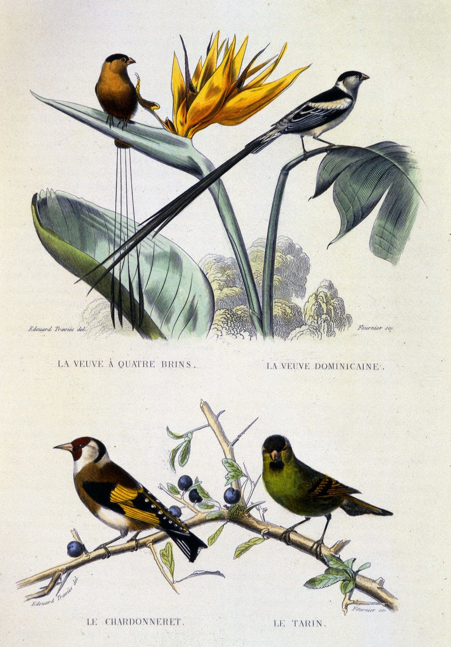 Natural History Plate: Birds: La Veuve a four strands, La Veuve dominique, Le chardonneret, Le Tarin - works by Buffon by French School