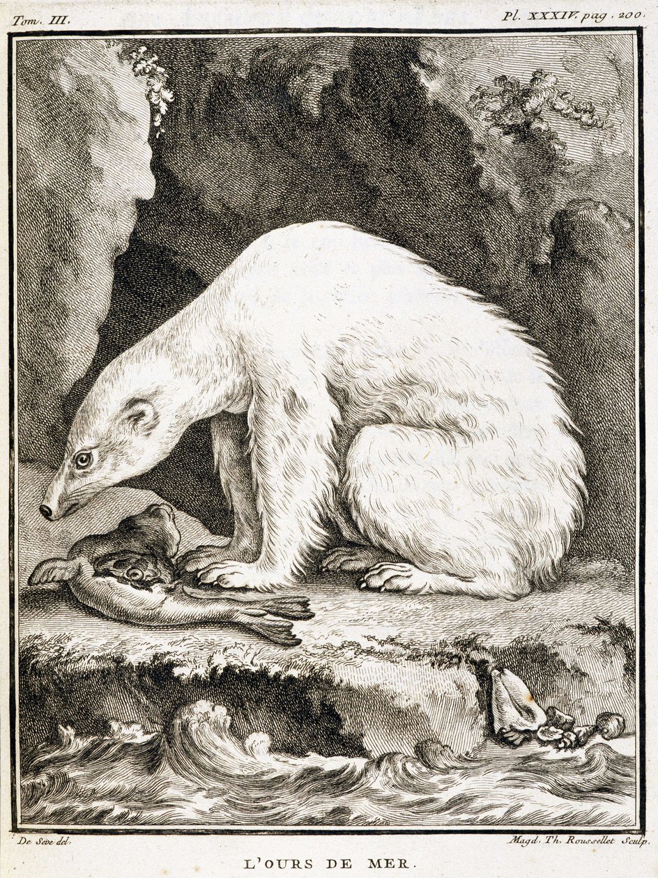 Natural History Board: The Sea Bear Feeding on a Seal - in 