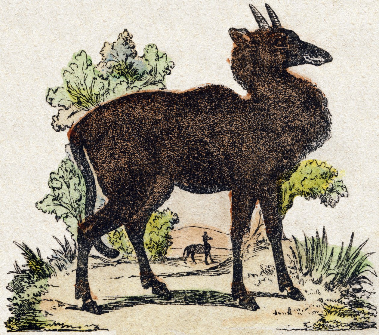 Nyl-ghau (Nyl ghau, Indian animal). Engraving in 