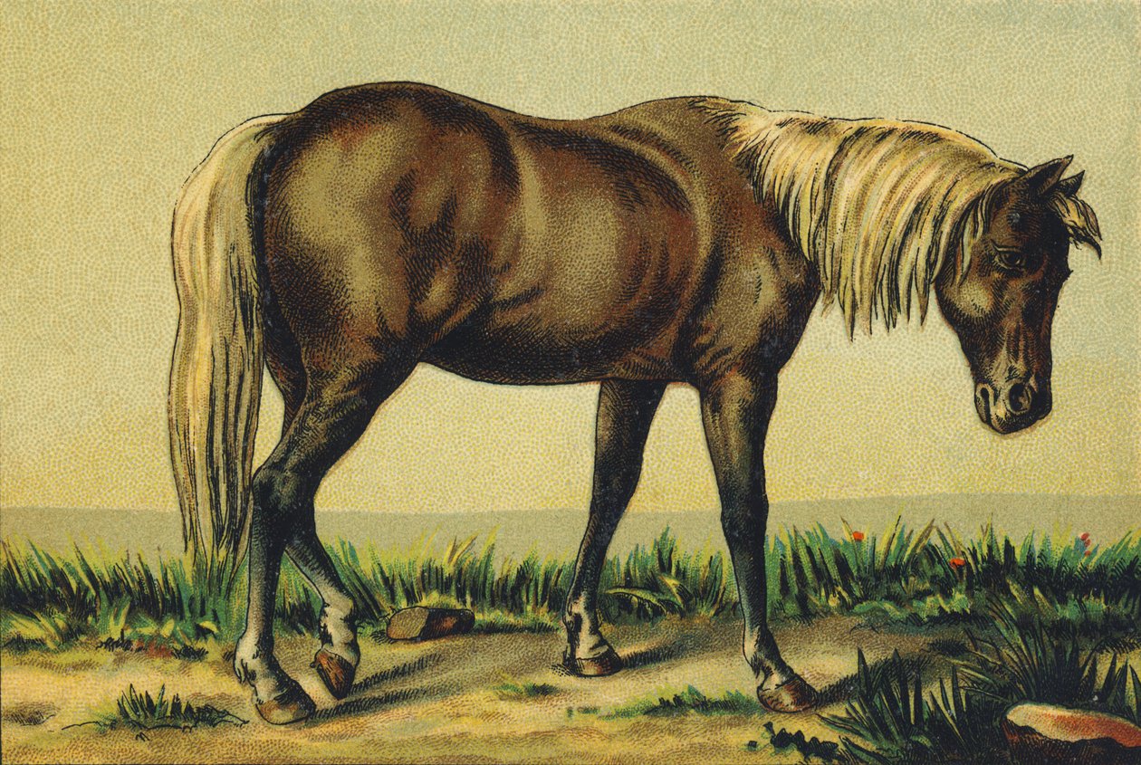 P as Foal by French School