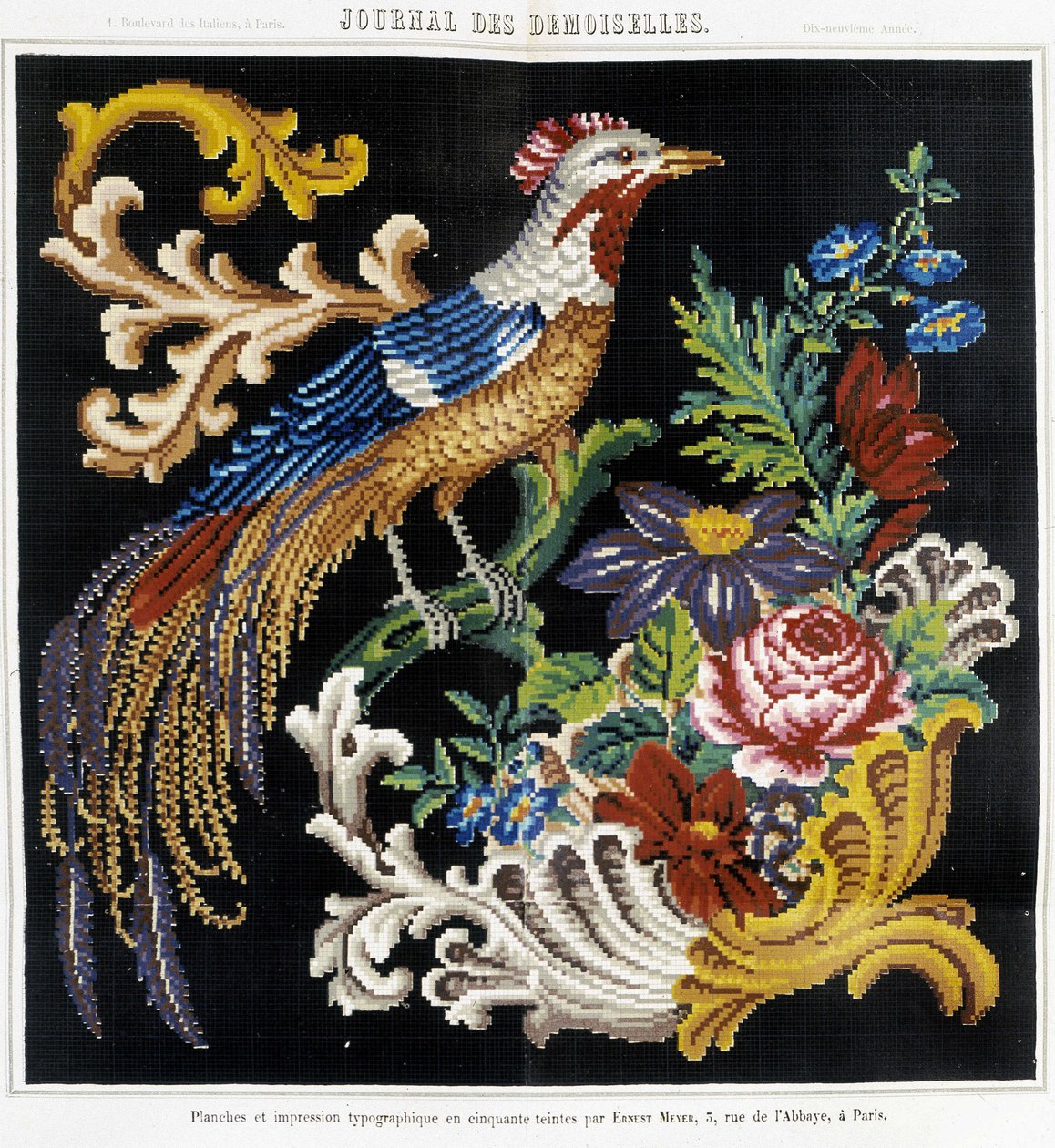 Pattern for cross stitch embroidery (bird of paradise) - in Journal des Demoiselles 1852 by French School
