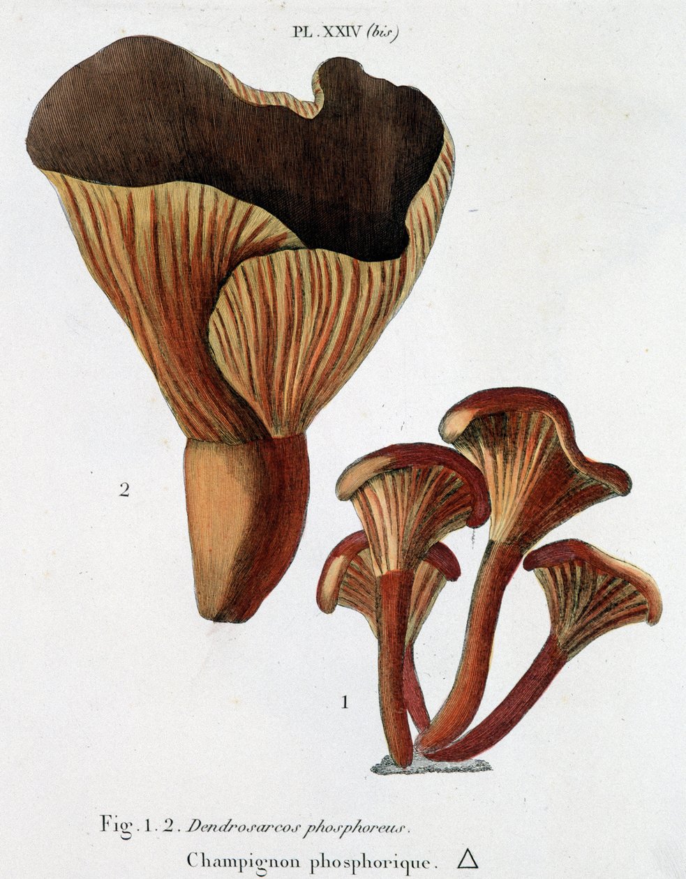 Phosphoric mushroom in Jean Jacques Paulet 