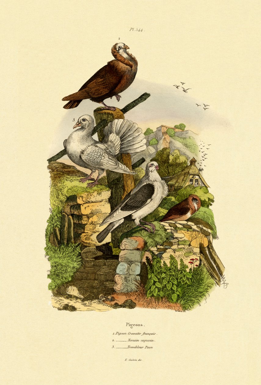 Pigeons by French School