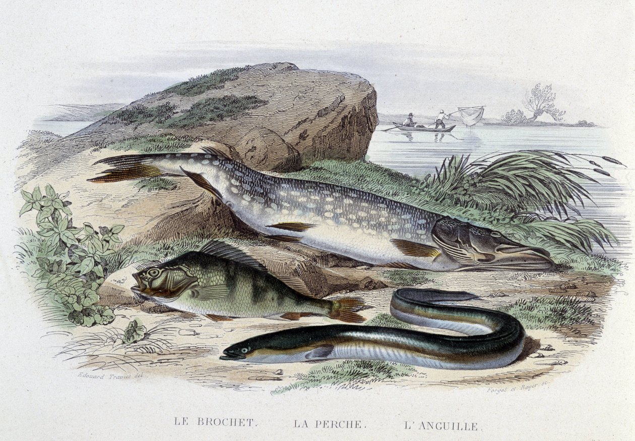 Pisces: The Pike, the Perch, the Eel - in “Natural History” by Lacépède, ed. Furne, Paris by French School