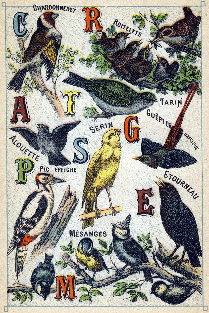 Plate 1: Chardonneret, Roitelets, Tarin, Alouette, Serin, Guepier d