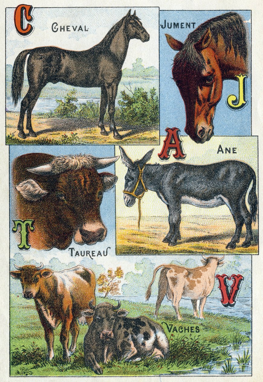 Plate 1: Horse, Mare, Taurus, Donkey, Cows. Engraving in 