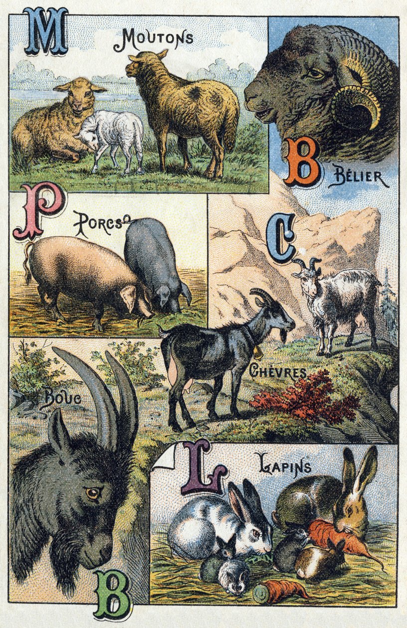 Plate 2: Sheep, Ram, Pigs, Goats, Rabbits. Engraving in 