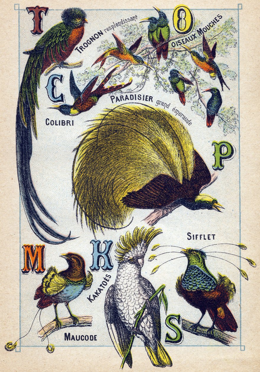 Plate 3: Shining Core, Fly Birds, Hummingbird, Emerald Paradise, Kakatoes, Whistle, Maucode. Engraving in "Syllabary Alphabet of Birds". Serie A. Pellerin et Cie, printers-publishers, Epinal, late 19th century. by French School