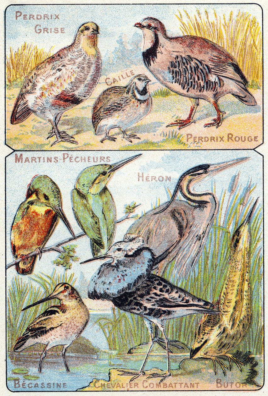 Plate 3: Grey Partridge, Quail, Red Partridge, Kingfishers, Heron, Snipe, Fighting Knight, Bittern by French School