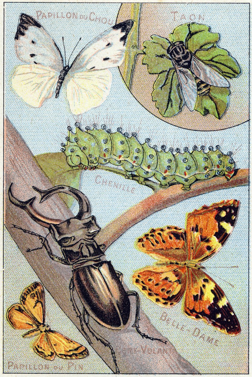 Plate 4: Butterfly of cabbage, Taon, Chenille, Belle-dame, Kite, Butterfly of pine by French School