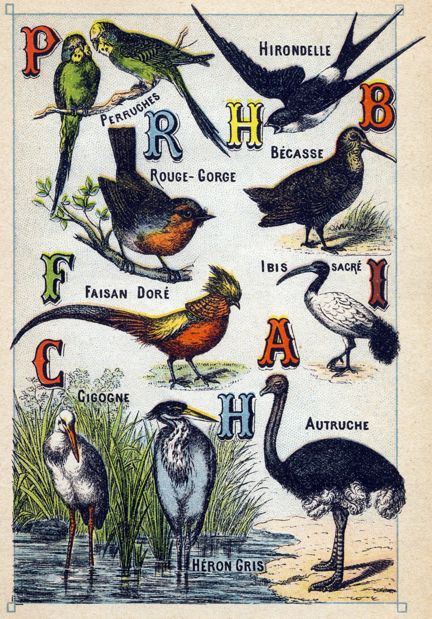 Plate 4: Parakeets, Swallow, Red Throat, Beech, Dore Pheasant, Sacred Ibis, Stork, Ostrich, Grey Heron. Engraving in "Syllabary Alphabet of Birds". Serie A. Pellerin et Cie, printers-publishers, Epinal, late 19th century. by French School