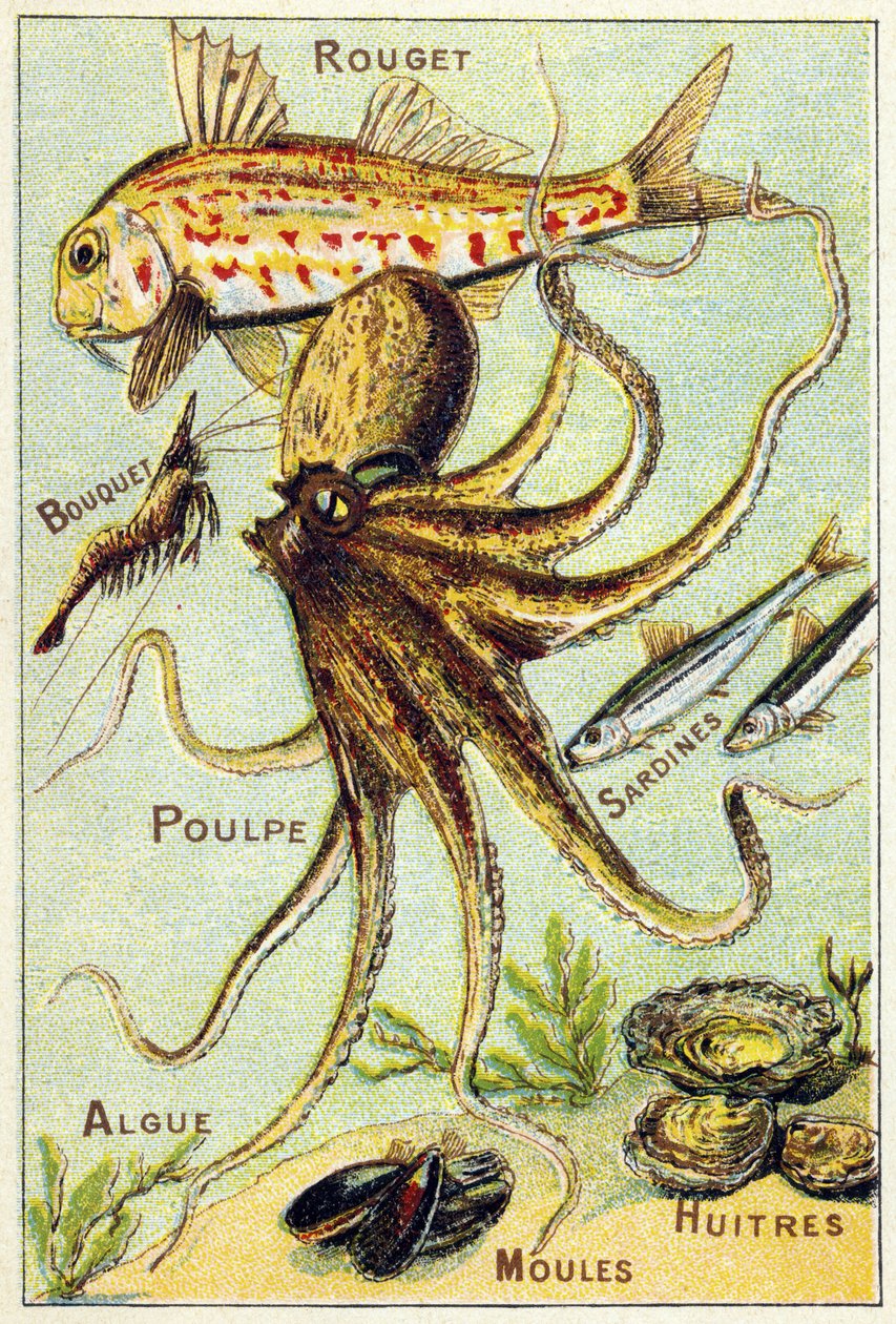 Plate 4: Red mullet, Bouquet, Octopus, Sardines, Seaweed, Mussels, Oysters by French School