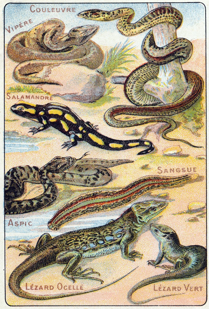 Plate 4: Snake, Viper, Salamander, Aspic, Leech, Ocellated Lizard, Green Lizard by French School