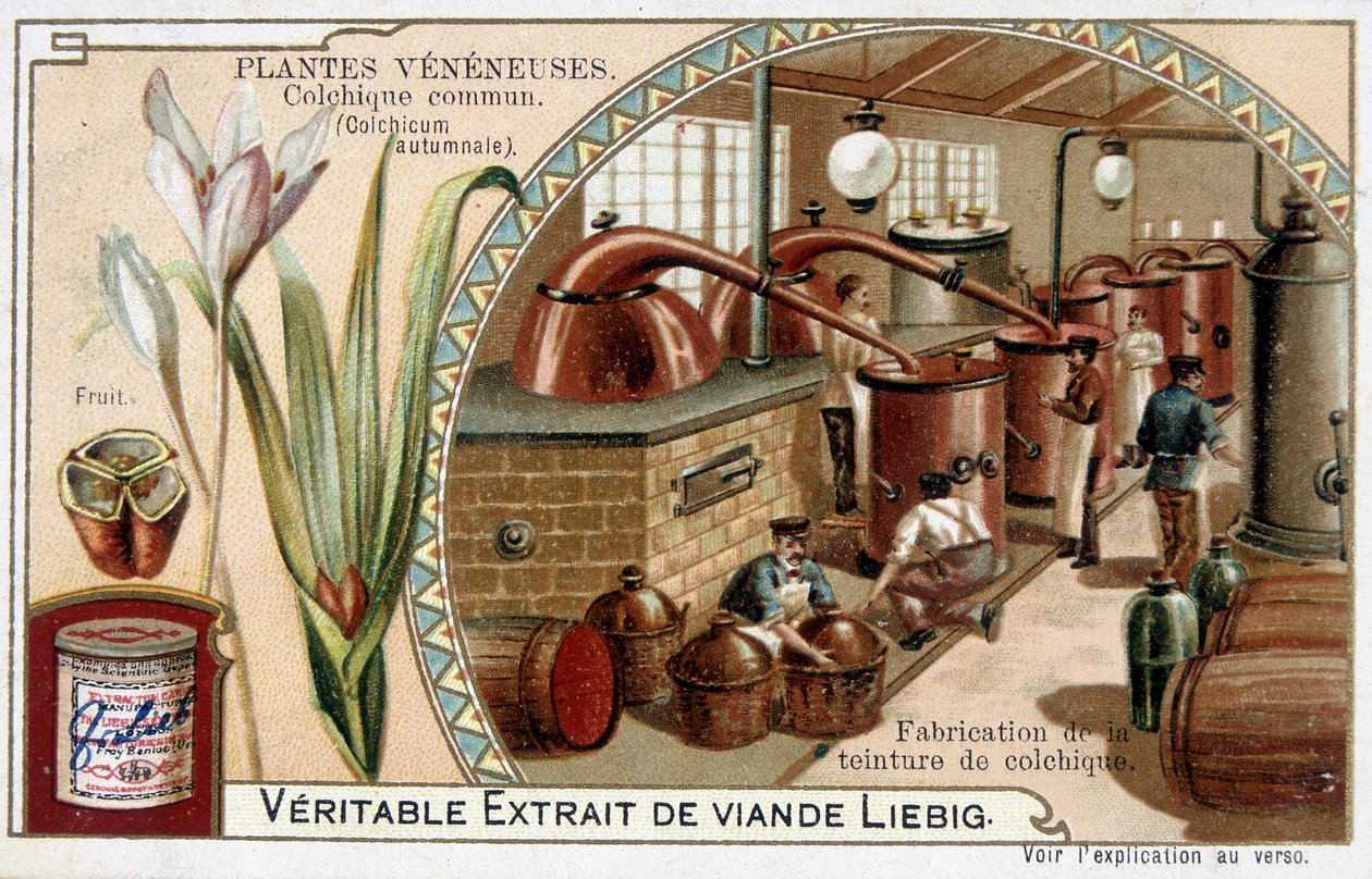 Poison plants: common colchial and manufacture of colchial tincture - chromo. Liébig, late 19th century by French School