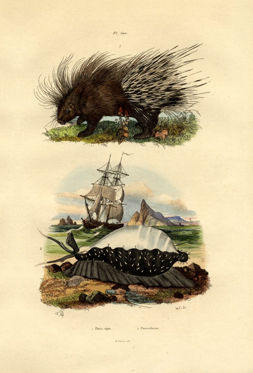 Porcupine by French School