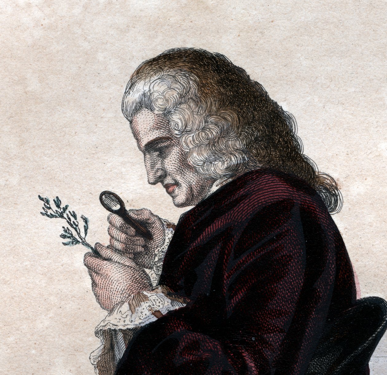 Portrait of Bernard de Jussieu (1699-1777), French naturalist by French School