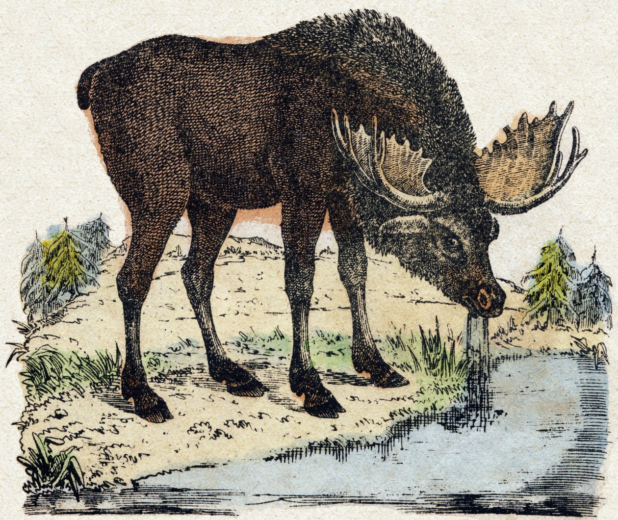 Reindeer by French School