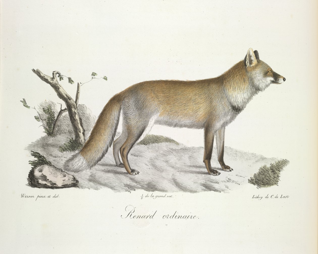 Fox, from Histoire Naturelle des Mammifères by French School