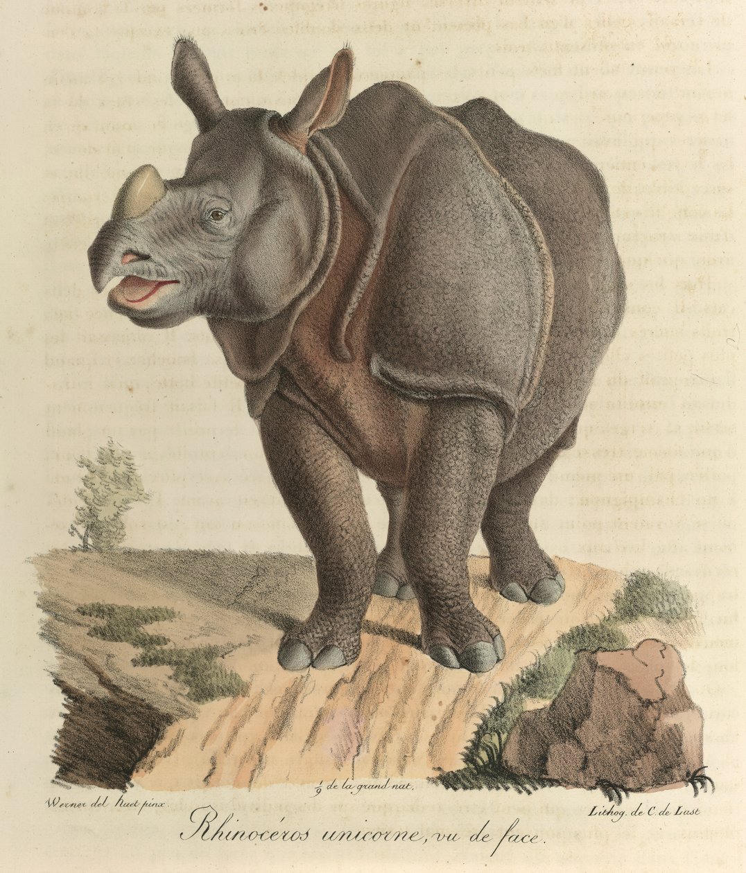 A rhinoceros, from 