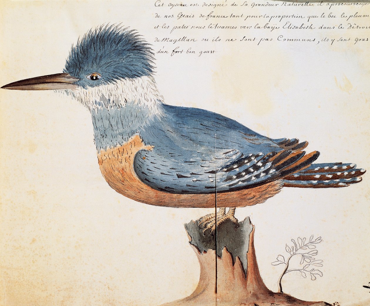 Ringed Kingfisher (Megaceryle torquata), Elizabeth Bay, Strait of Magellan by French School