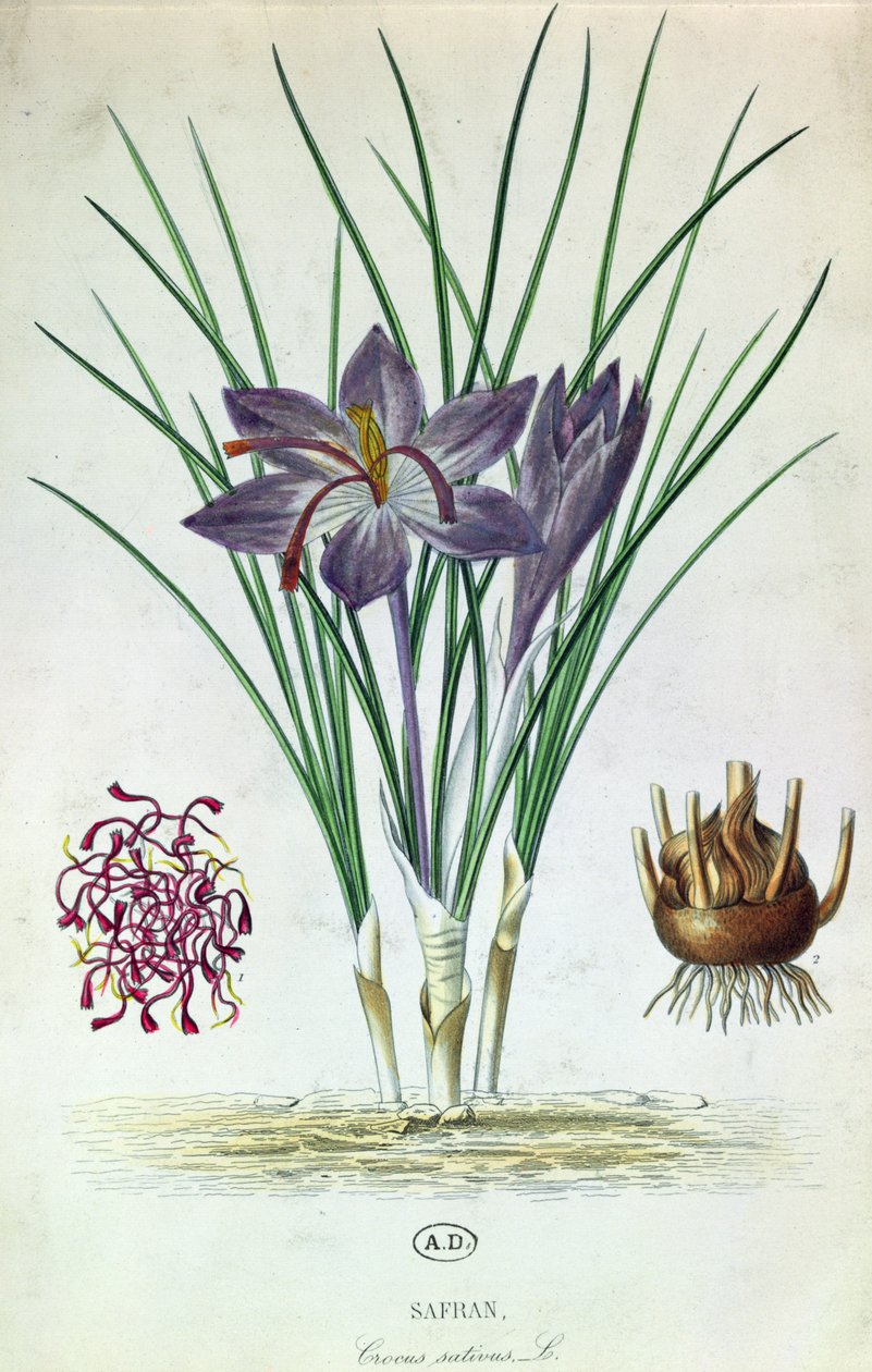 Saffron by French School