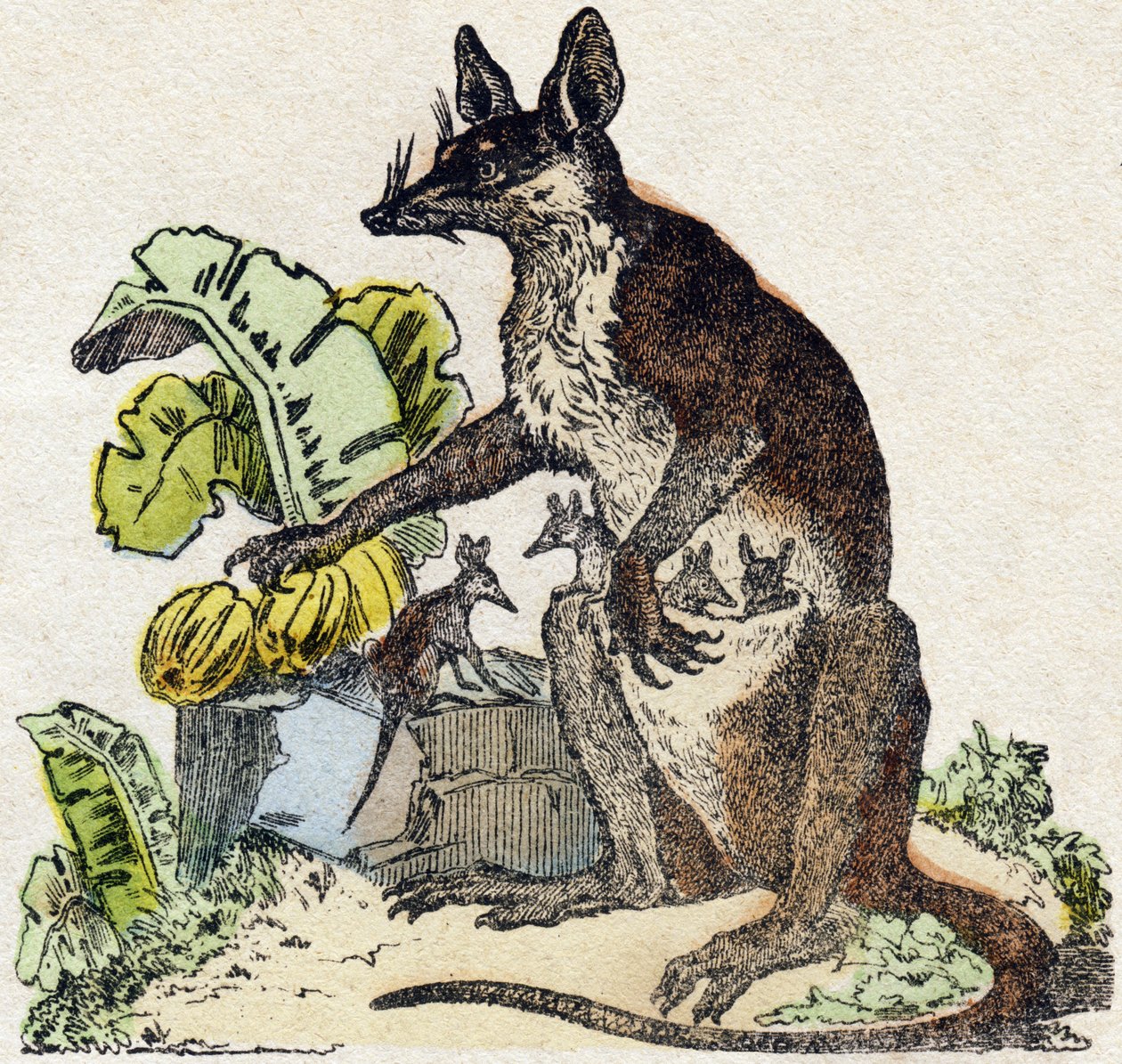 Sarigue (Possum) by French School