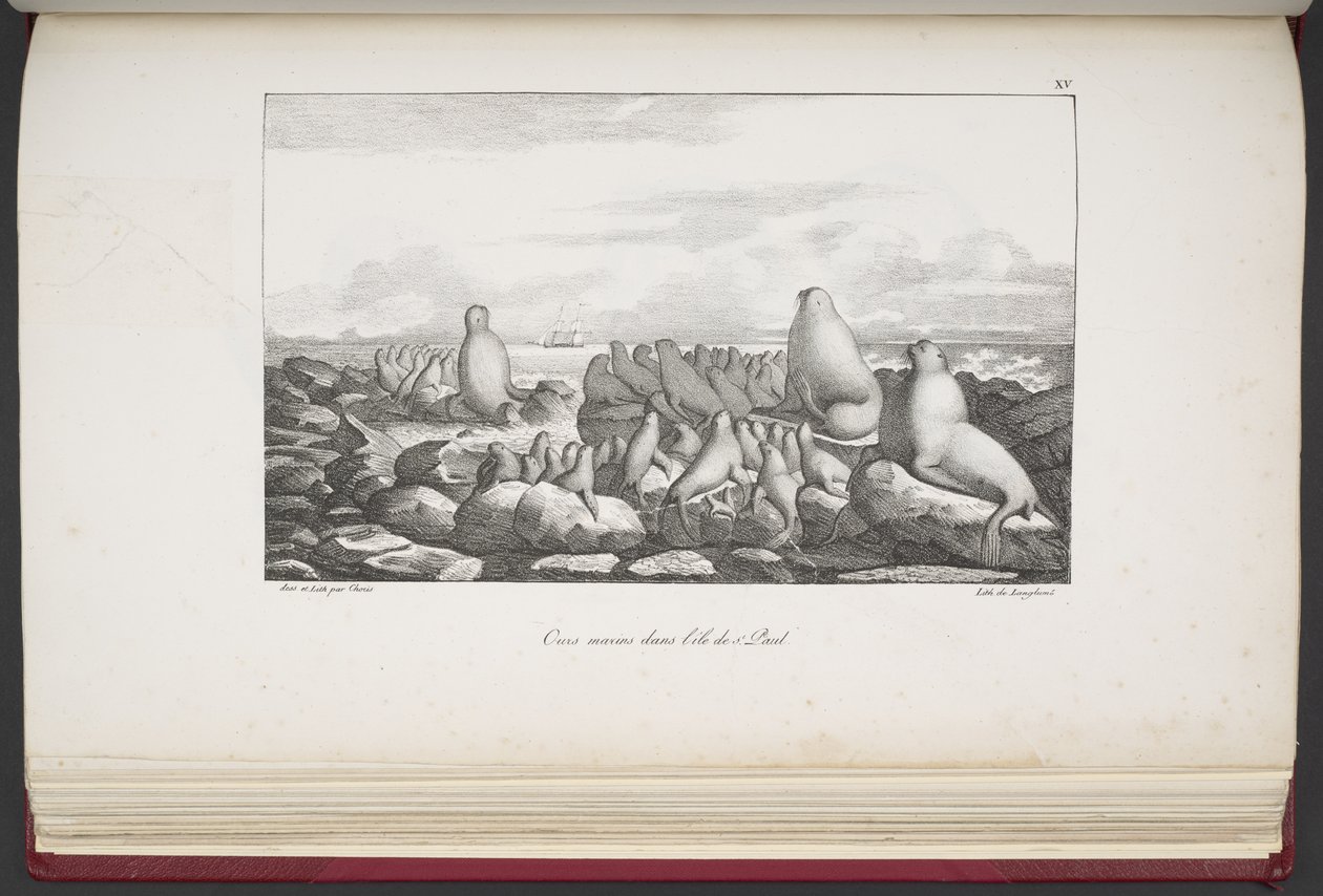 Seals on Saint Paul Island, from 