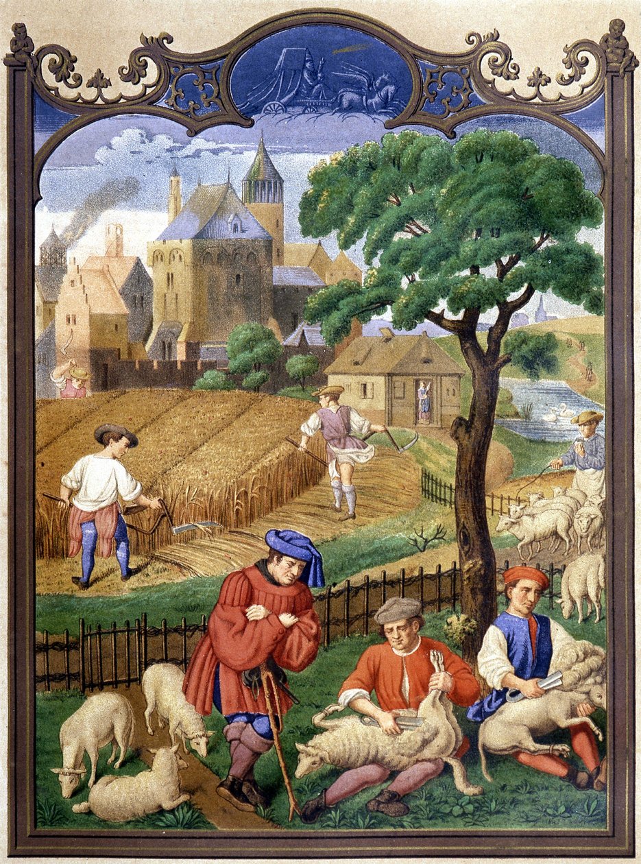 Sheep cutting and harvesting - miniature, Middle Ages by French School