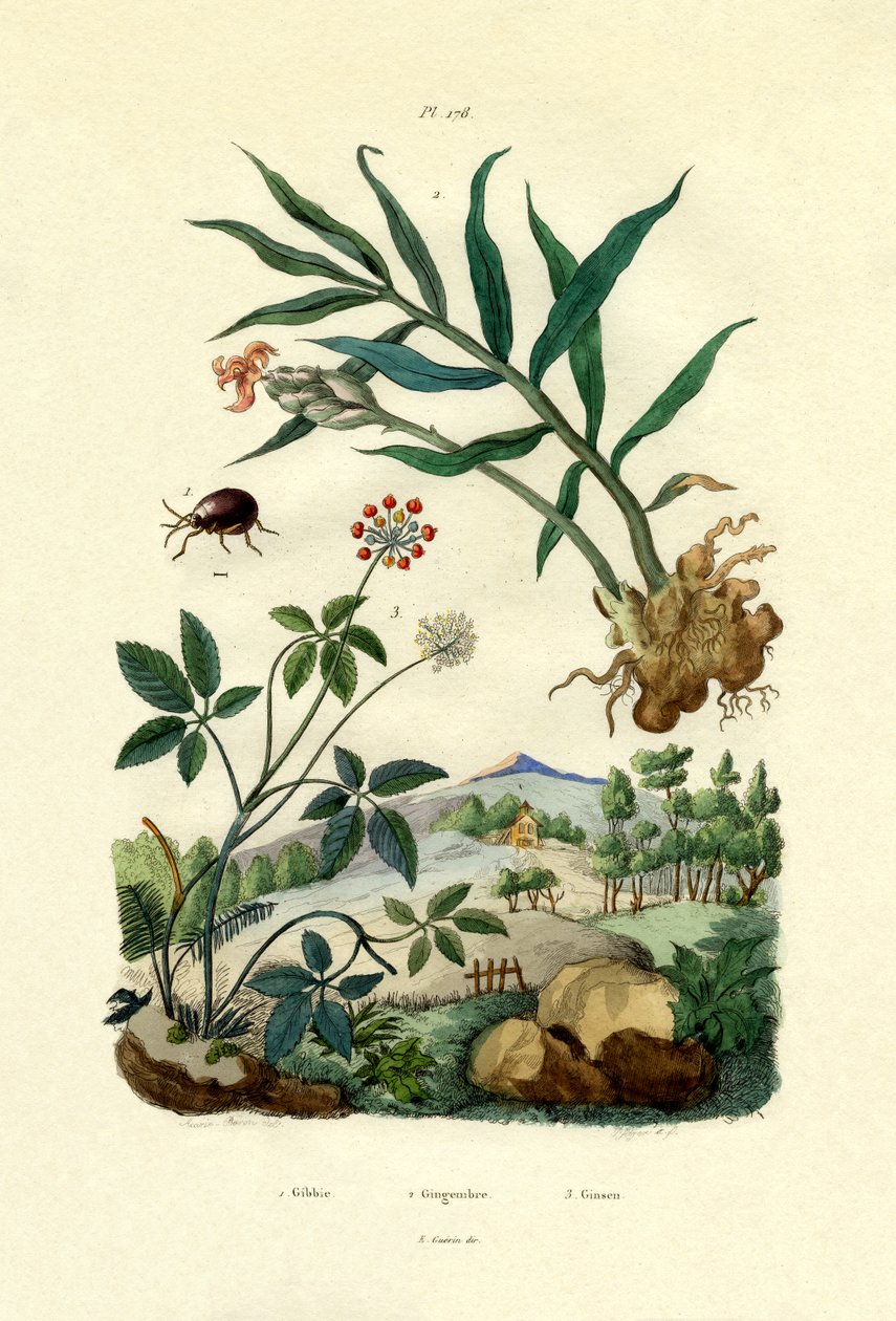 Shiny Spider Beetle, 1833-39 by French School