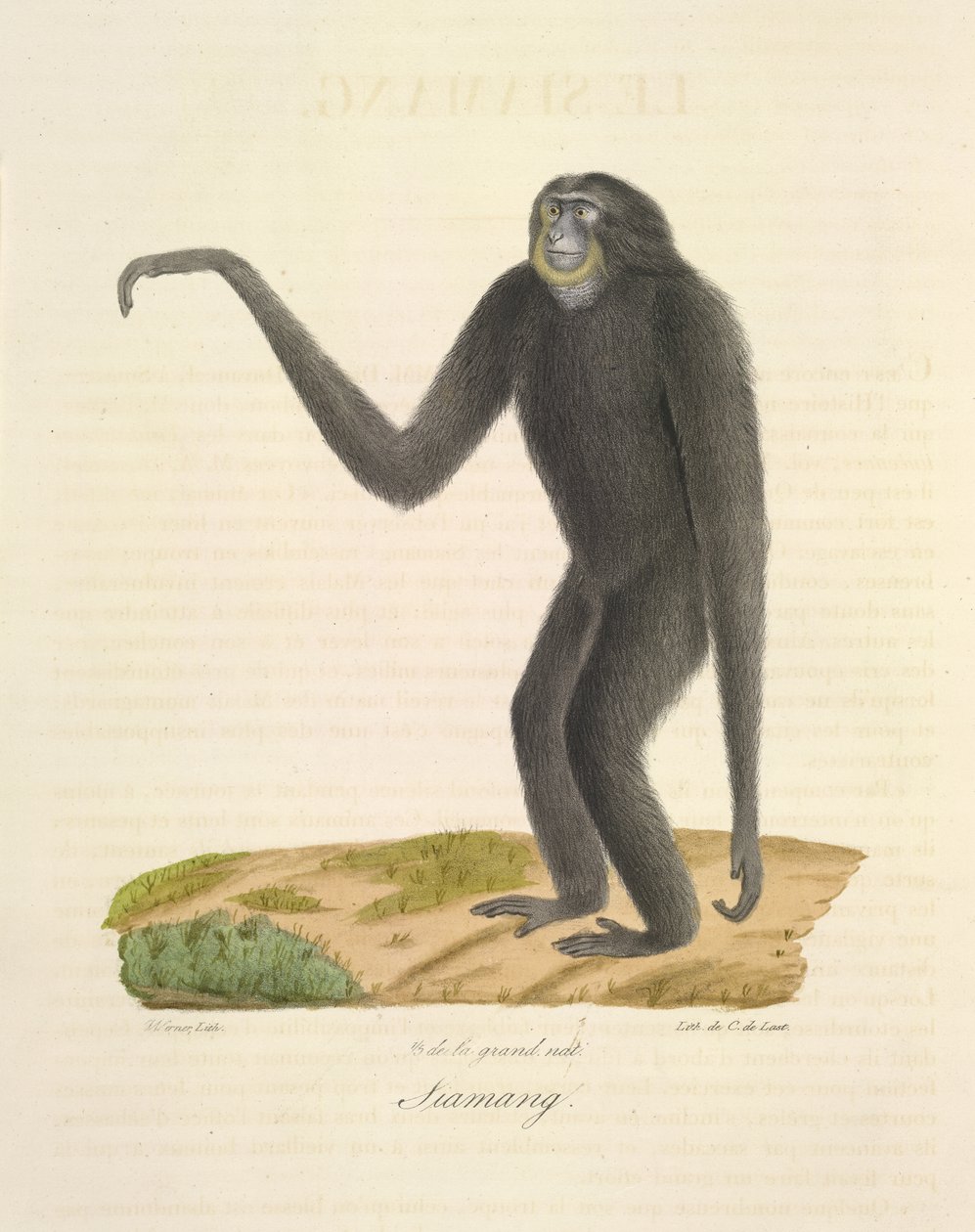 Siamang, from Histoire Naturelle des Mammifères by French School