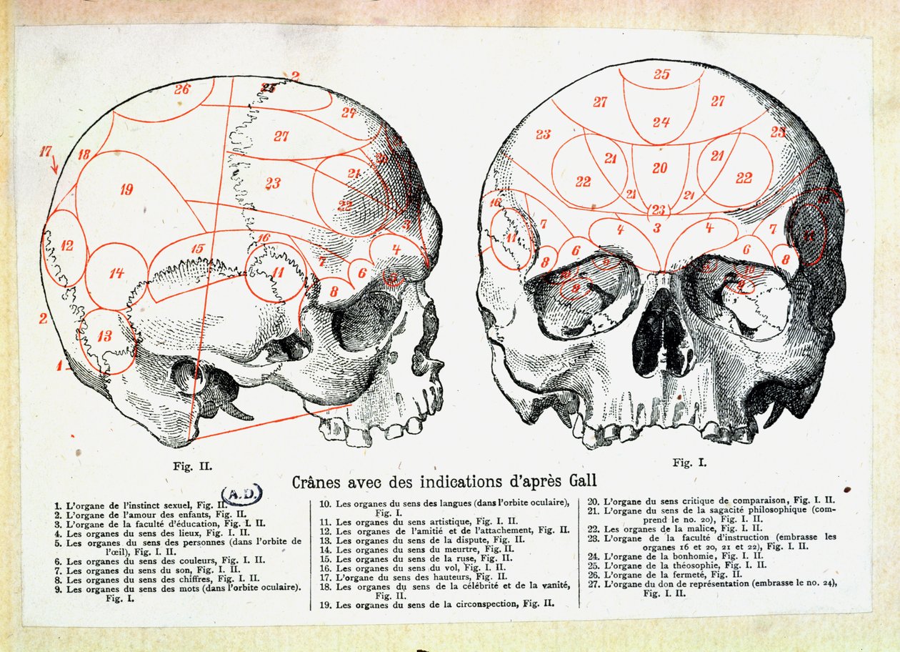 Skull with phrenologic indications after Franz Josef Gall by French School