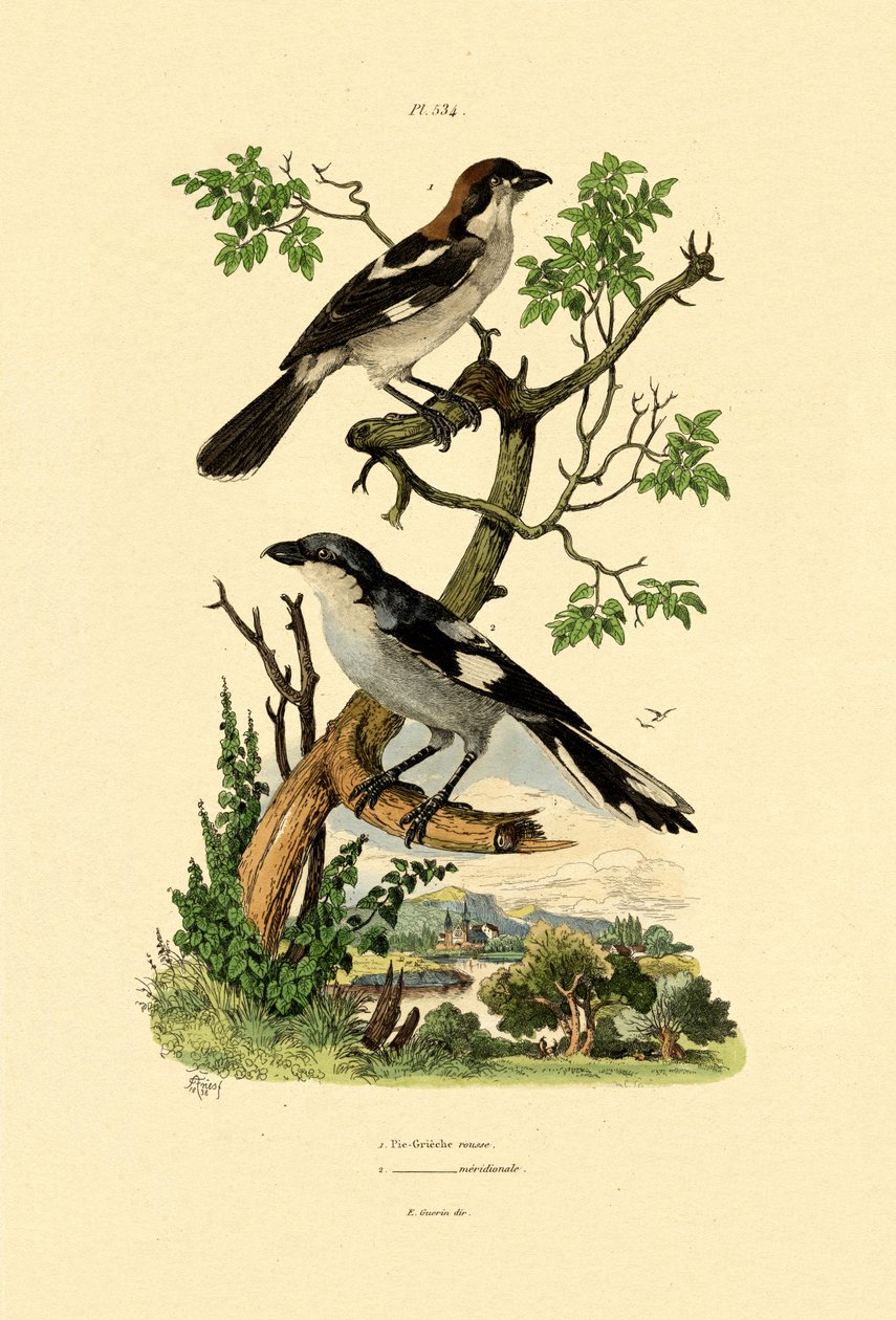 Southern Grey Shrike by French School