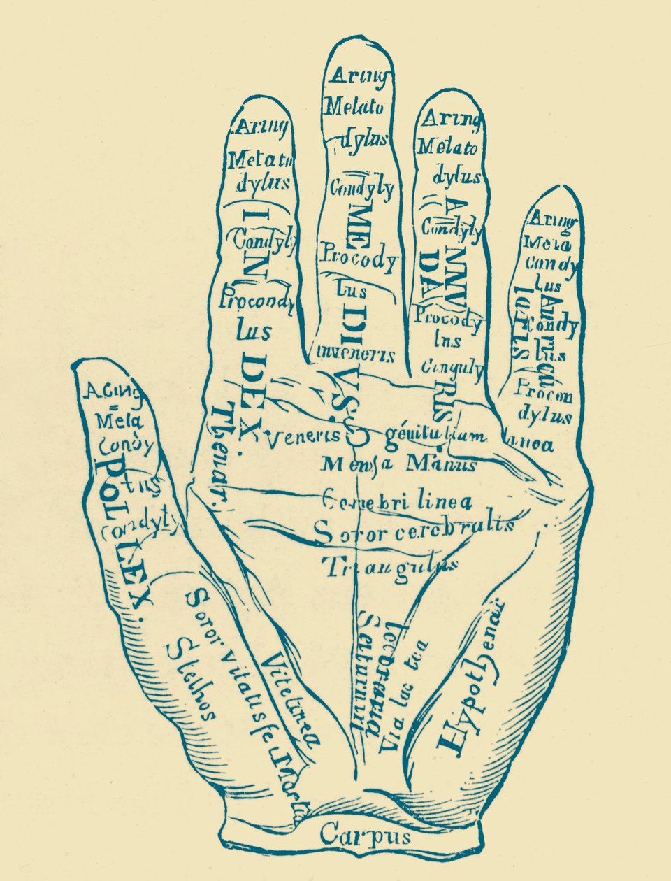 Specimen of the Left Hand by French School